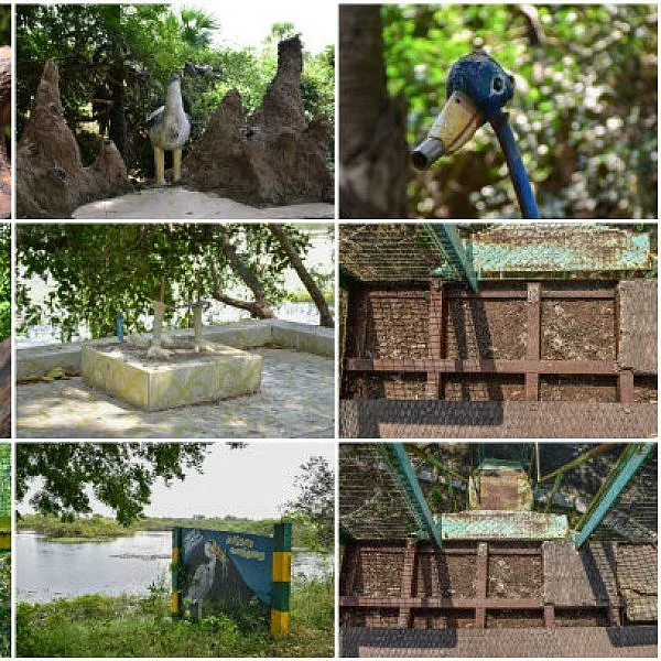 வேடந்தாங்கல் ஓகே... சென்னைக்கு அருகிலிருக்கும் கரிக்கிலி சரணாலயம் போயிருக்கீங்களா?
