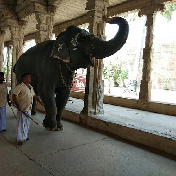 காலை, மாலை நடைப்பயிற்சி;150 கிலோ எடை குறைப்பு - 6 மாதங்களில் ’ஸ்லிம்’ ஆன காந்திமதி!