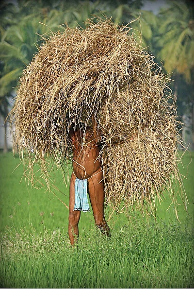 அழியும் நிலையில் வைக்கோல்!