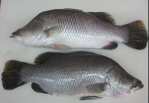 மீன்களில் எது ருசியானது... தெரிஞ்சுக்கலாமா? | Which is the most tasty fish?