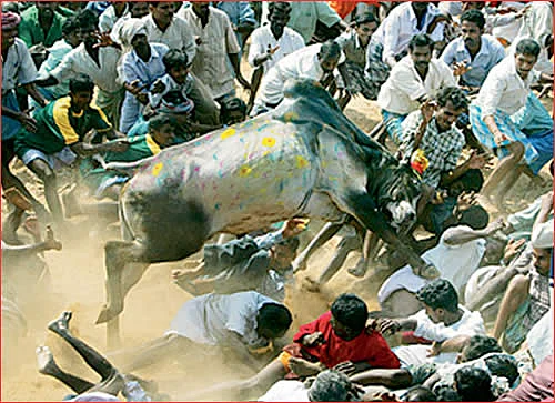 இல்லங்கள் நிறையும் இதயங்கள் பூரிக்கும்! - தை மாத சிறப்பு தொகுப்பு
