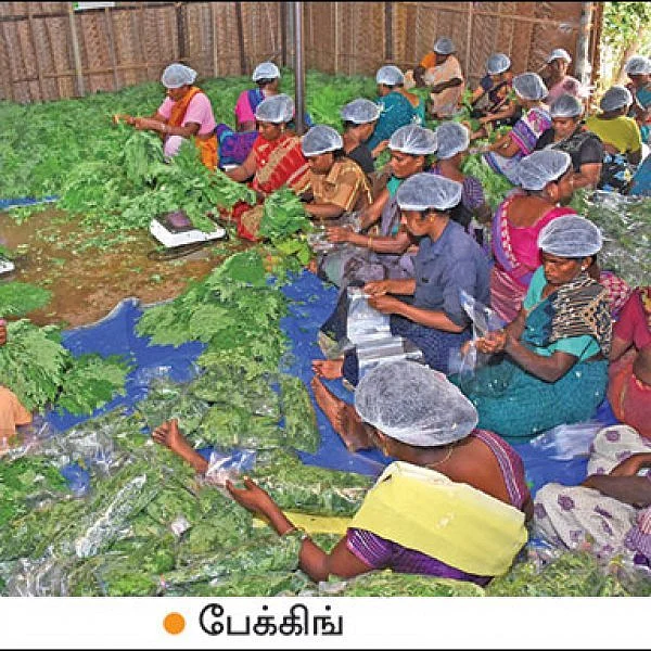 ₹1,30,000 per month from Export of Drumstick leaves to Dubai..!