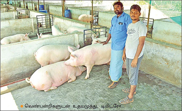 பணம் குவிக்கும் பண்ணைத்தொழில்கள் - 4 - வெண்பன்றி... கழிவுகளைப் பணமாக்கும் கால்நடை!