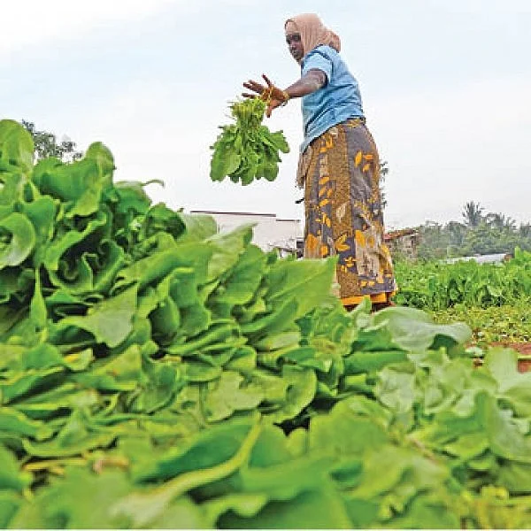 15 cent land... 1 hour work... daily income Rs. 750