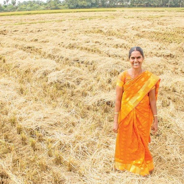 2 ஏக்கர்... ரூ. 1,00,000 லாபம்... விதைநெல் கொடுக்கும் உற்சாக வருமானம்!