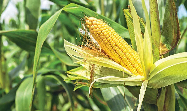 நீங்கள் கேட்டவை - இ.எம் எங்கு கிடைக்கும்... என்ன விலை?