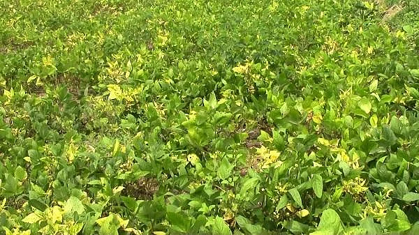 உளுந்து செடியைத் தாக்கும் மஞ்சள் நோய்: நெல்லை மாவட்ட விவசாயிகள் வேதனை!