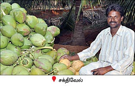 ஆண்டுக்கு 400 காய்கள்...