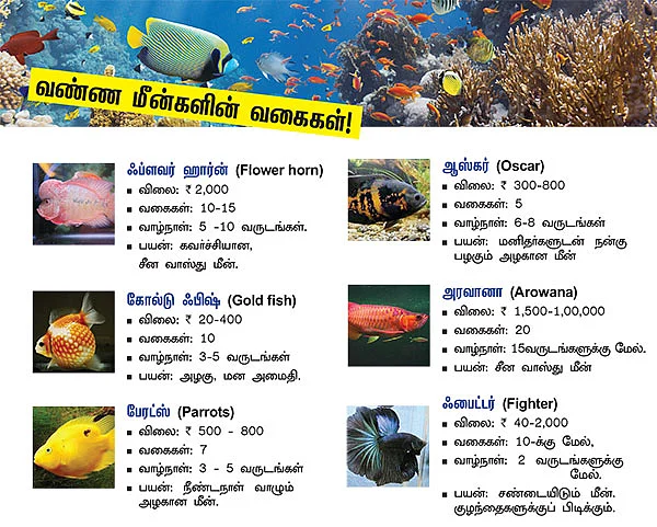 அழகு அமைதி... காசாகும் வண்ண மீன்கள்..!