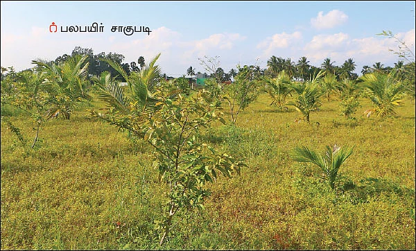 ஏக்கருக்கு ரூ.1 லட்சம் - பலபயிர் சாகுபடியில் ‘பலே’ லாபம்