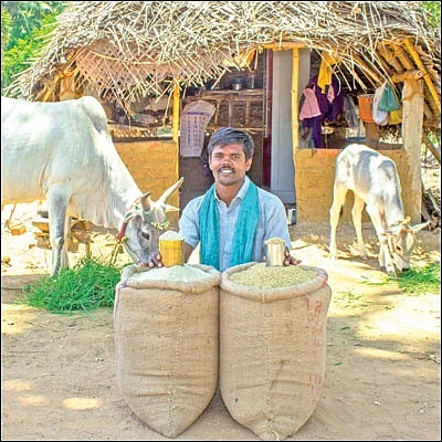 கிச்சிலிச் சம்பா... வியக்க வைக்கும் மறுதாம்பு மகசூல்!