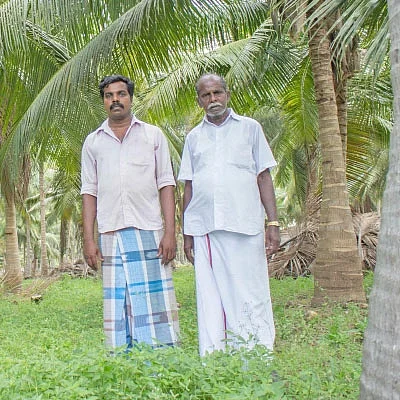 தெம்பான வருமானம் கொடுக்கும் தென்னை...