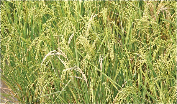 நீங்கள் கேட்டவை: ‘‘இளம் பசுங்கன்றுகள் எங்கு கிடைக்கும்?’’