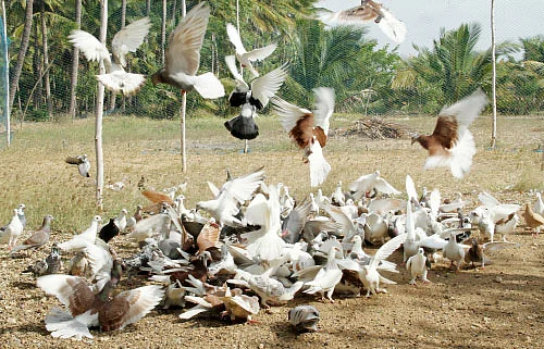 நீங்கள் கேட்டவை: முருங்கை... லாபம் தருவது காய்களா... விதைகளா?