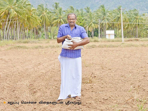 கறுப்பு மொச்சை...மானாவாரியிலும் குறைவில்லா லாபம்!