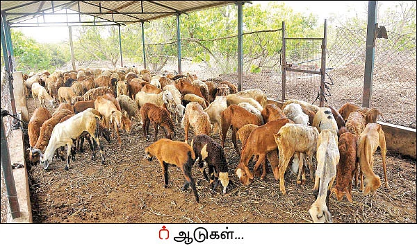 ஒரு நாள் விவசாயி! பருவம் - 2 - மா சாகுபடி, ஆண்டுக்கு ரூ 20 லட்சம் - நேரடி விற்பனையில் நிறைவான வருமானம்!