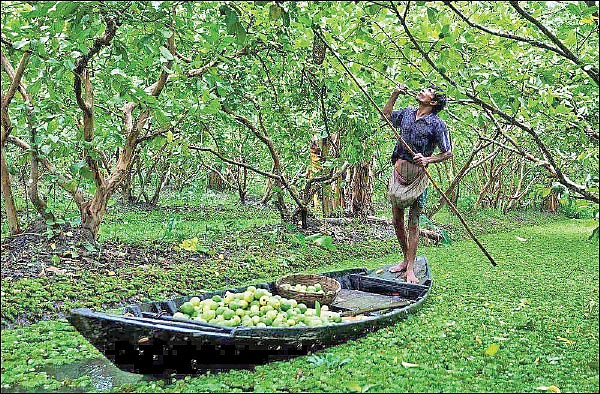 மண்புழு மன்னாரு: டெல்டாவில் விளையும் கொய்யா... வழிகாட்டும் வங்கதேசம்!