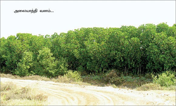 லட்சக்கணக்கில் பெருகிய அலையாத்தி..!