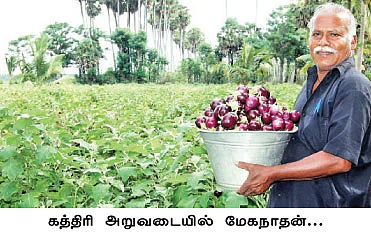 ஏக்கருக்கு 30 டன்... களிமண்ணிலும் களை கட்டும் கத்திரி !