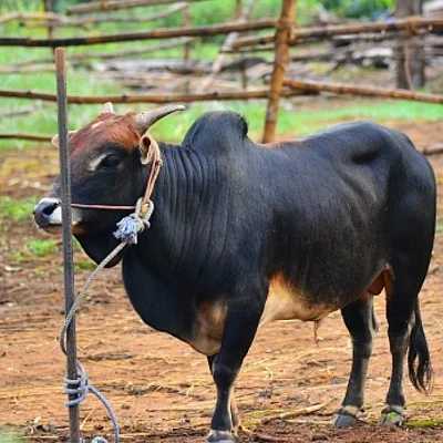 யூரியா, சவுக்காரத்தூள் கலந்த பாலை குடிக்கத்தான்... ஜல்லிக்கட்டுக்கு தடையா...? #JusticeforJallikattu