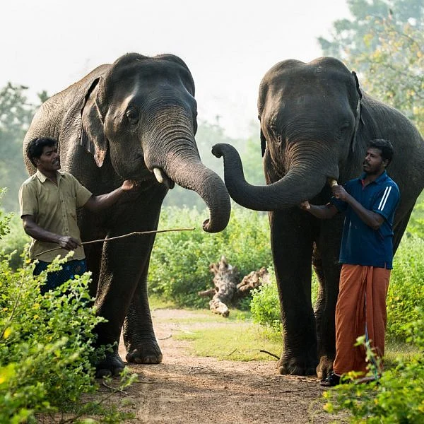 யானை எப்போது பருவமடையும்? எப்போது மதம் பிடிக்கும்? - ஒரு கும்கி உருவாகும் கதை அத்தியாயம் 13