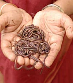மண்ணுக்கு மரியாதை