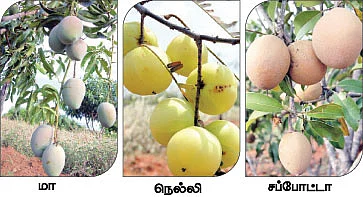 40 ஏக்கரில் இயற்கைப் பழப் பண்ணை !