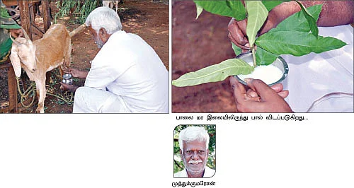 நீங்கள் கேட்டவை - ''நிலக்கரித் தூளை நேரடியாகப் பயிர்களுக்கு பயன்படுத்தலாமா?''