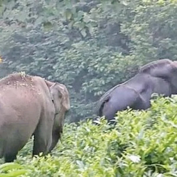 காட்டெருமையுடன் யானை கொண்டுள்ள 'விசித்திர' நட்பு!