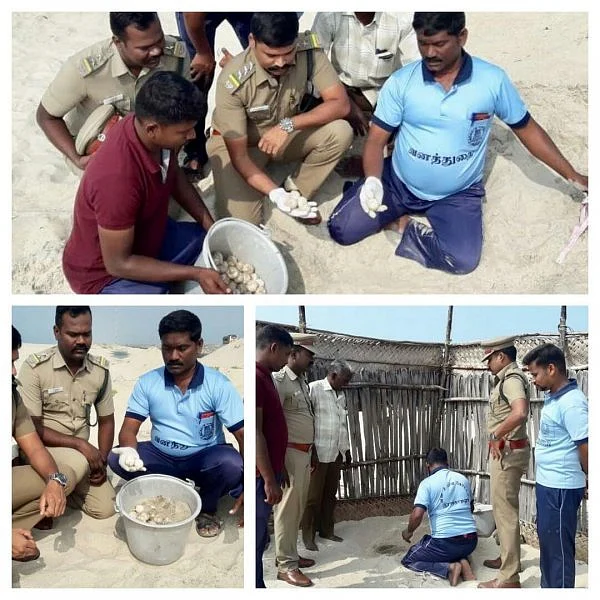 கஜா புயலின் தாக்கம் - தனுஷ்கோடி கரையோரத்தில் தாமதமாகத் தொடங்கிய ஆமை முட்டை சேகரிப்பு