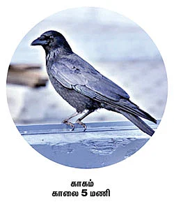 நேரம் சொல்லும் பறவைகள்!