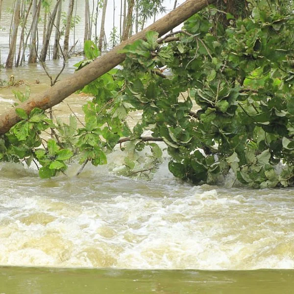 `கரையைப் பலப்படுத்தல; 200 ஏக்கர் பயிர் மூழ்கிவிட்டது!’ - அதிகாரிகளைச் சாடும் விவசாயிகள்