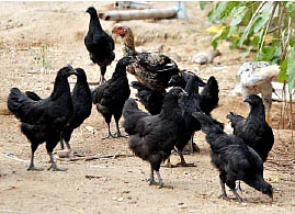 நாட்டுக்கோழி வளர்ப்பில் 'நச்'லாபம்