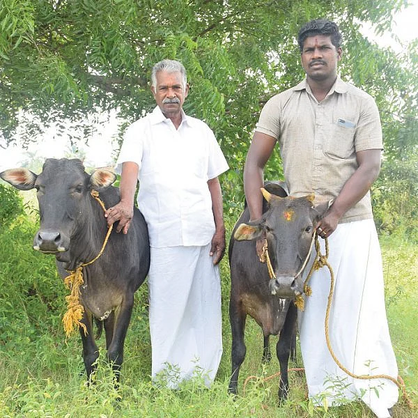 தஞ்சாவூர் ‘குட்டைகாரி!’ - ‘பலே’ பாரம்பர்ய மாடு...
