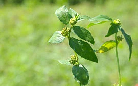 மூலிகை வனம் - அம்மான் பச்சரிசி...