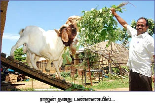 தலைச்சேரி... சிரோஹி... போயர்... 4 ஆண்டுகளில் 50 லட்சம்...