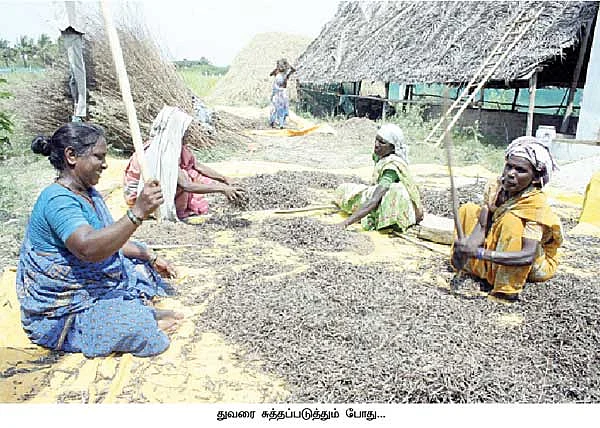 செலவுக்குக் கை கொடுக்கும் சிறப்பான ஊடுபயிர்கள்!