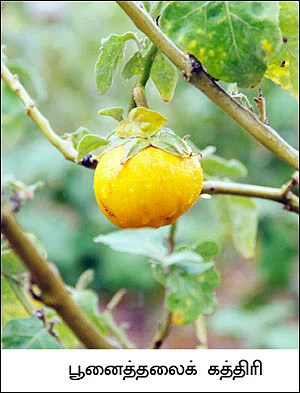 அரை ஏக்கர்... 18 மாதங்கள்... 2 லட்சம்