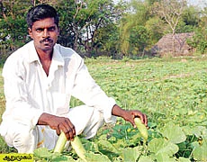 கரும்புக்கு நடுவே சாம்பார் வெள்ளரி!
