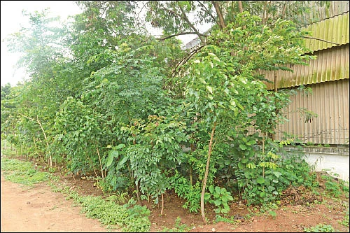 மியாவாக்கி... மரம் வளர்ப்பின் அடுத்தகட்டம்! - குறைந்த இடத்தில் அதிக மரங்கள்!