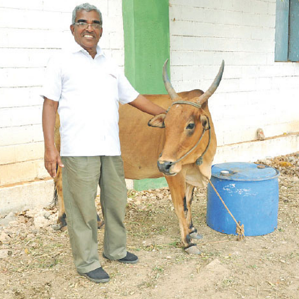 பறவைத் தடுப்புப் பந்தல்... பழுதில்லாமல் பழச் சாகுபடி!