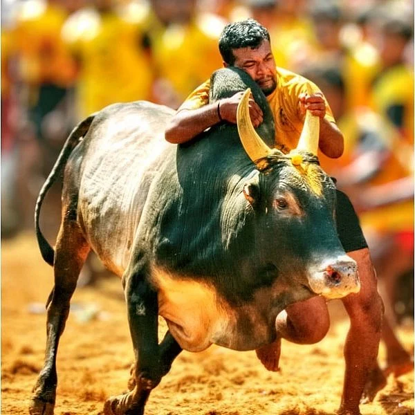 ஜல்லிக்கட்டு 5 - 23, ஜனவரி 2017... 'மெரினா தைப்புரட்சி' சினிமாவின் ஐந்து சுவாரஸ்யங்கள்!