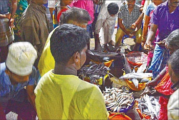புற்றுநோயை உண்டாக்கும் ரசாயன மீன்! - மிரட்டும் புது பயங்கரம்