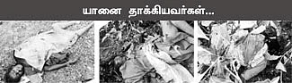 யானைகளால் அலறும் வால்பாறை!
