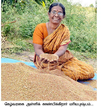 வரகு... கேழ்வரகு... இருங்கு சோளம்...