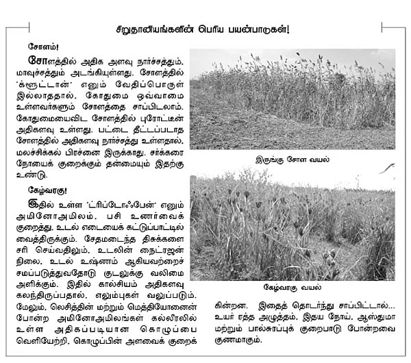 வரகு... கேழ்வரகு... இருங்கு சோளம்...