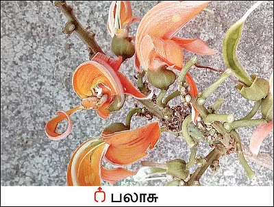 நல்மருந்து தெரிந்த செடிகள்... தெரியாத பயன்கள்! - 15
