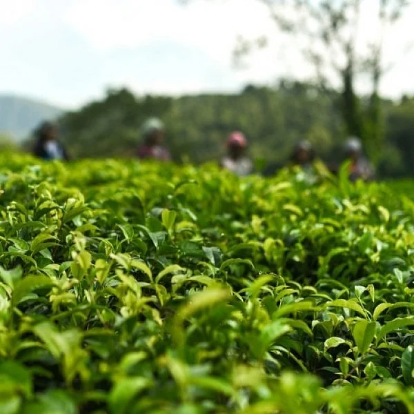 இந்தியத் தேயிலையின் வயது என்ன தெரியுமா? #InternationalTeaDay