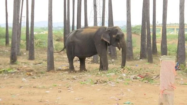 கோயில் விழாவில் மிரண்ட யானை தூக்கி வீசியதில் பூ விற்கும் பெண் பலி!