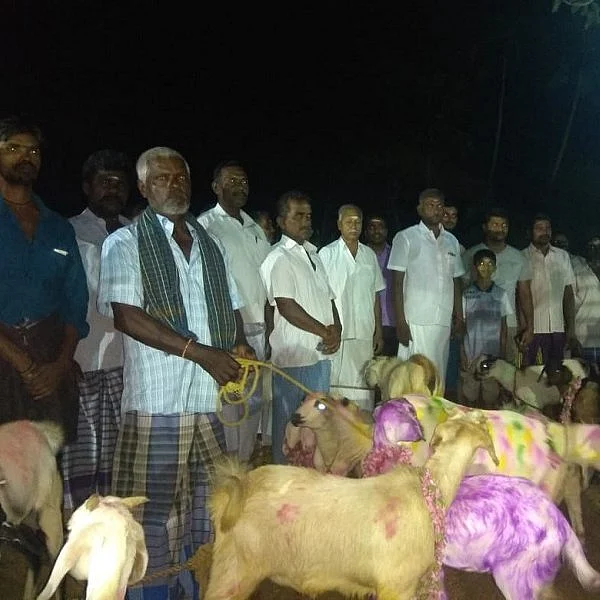 157 கெடா விருந்து... பெண்களுக்கு அனுமதியில்லை..! - மலையாம்பட்டி பொங்களாயி அம்மன் கோயில் உக்கிரத் திருவிழா